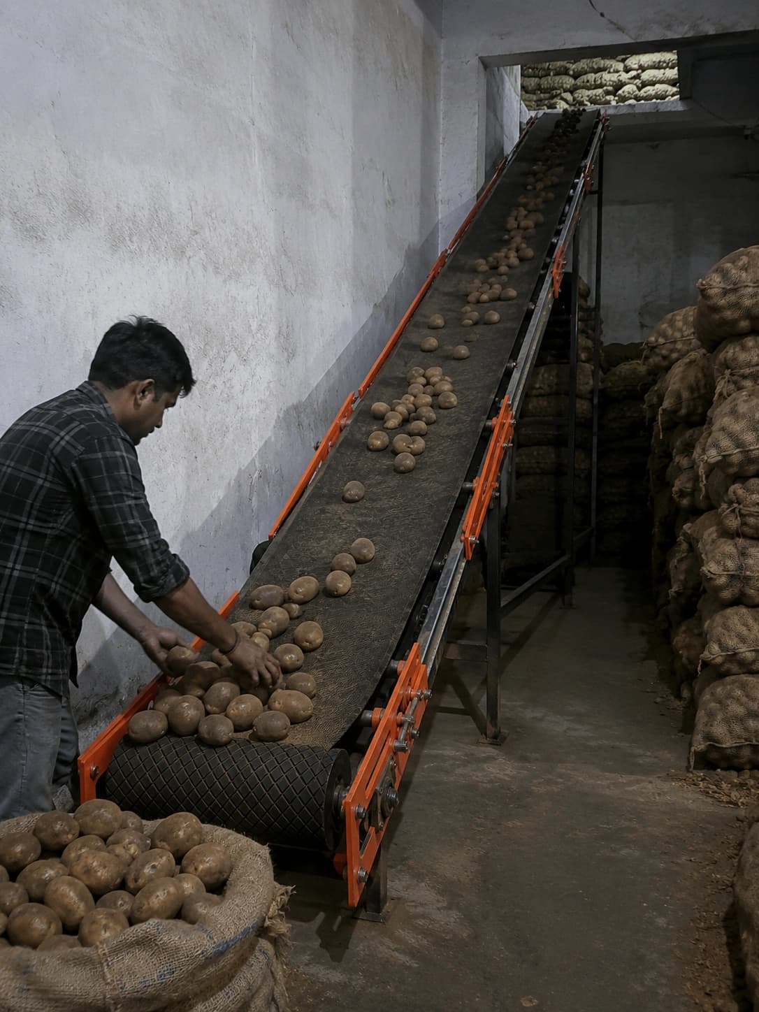 Potato Cold Storage Conveyor in use