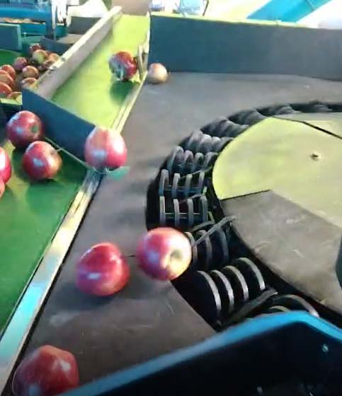 Apple Colour Sorter and Weight Machine